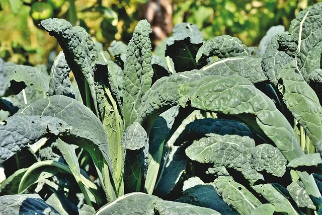 Aalborg Organic Vegetables kale