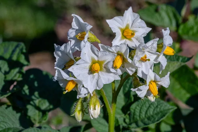 Potato blossoms in Schleswig Holstein