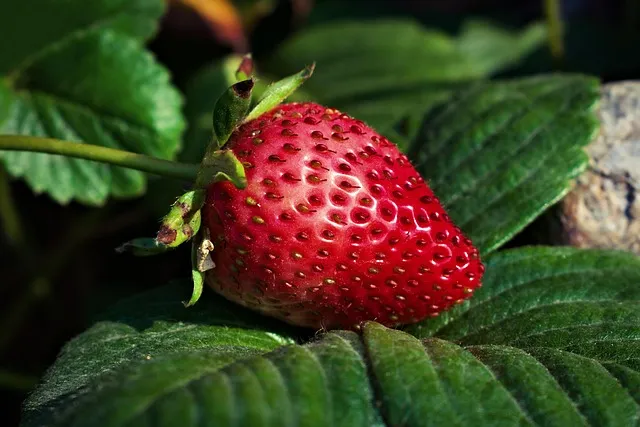 Zuidland Berry Farm strawberry